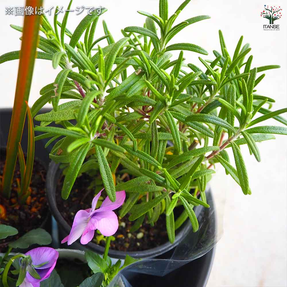 ギャザリン ボウル ダークグレー 【資材 Sサイズ 季節の花苗＆カラーリーフ寄せ植え風 投げ込みCセット】