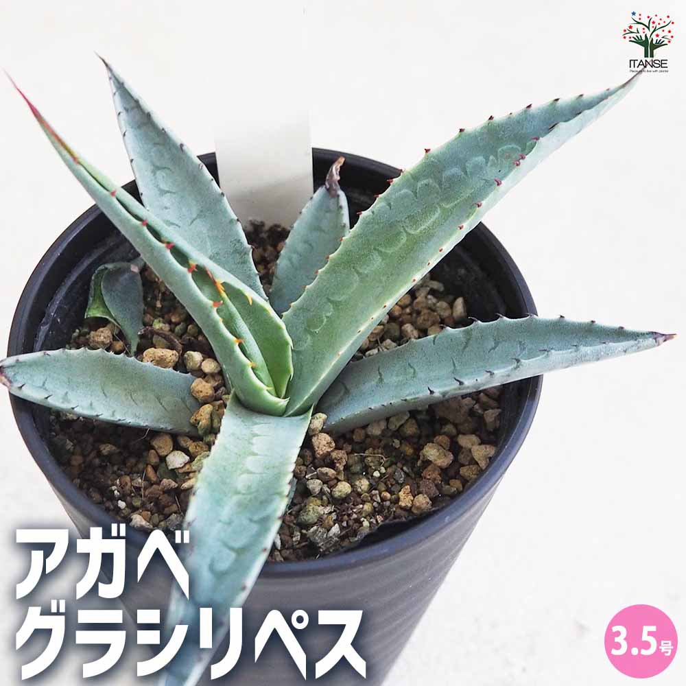アガベ グラシリペス 【多肉植物 3.5号／1個売り】｜ 【植物の