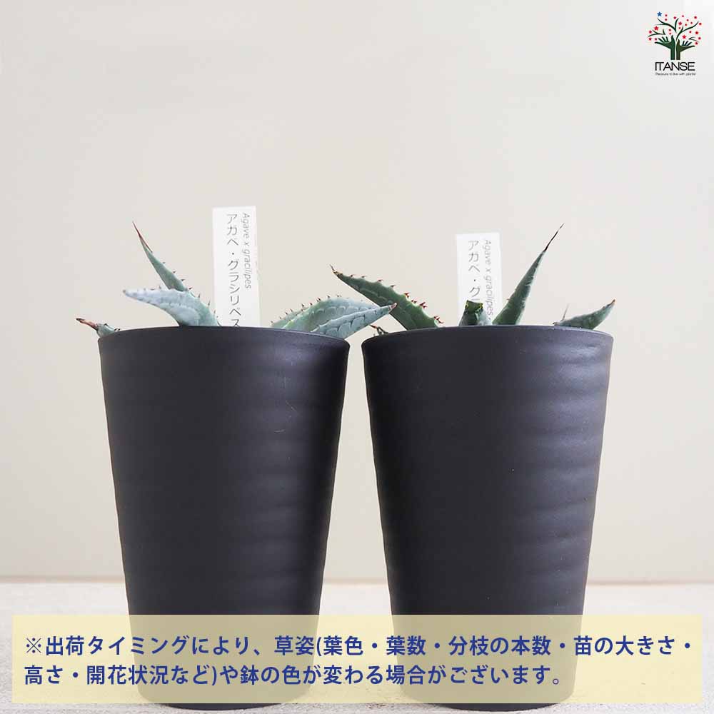 アガベ グラシリペス 【多肉植物 3.5号／1個売り】｜ 【植物の