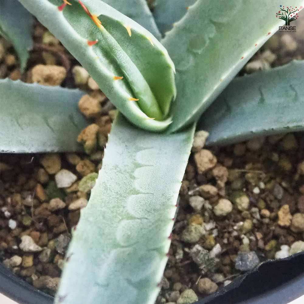 アガベ グラシリペス 【多肉植物 3.5号／1個売り】｜ 【植物の