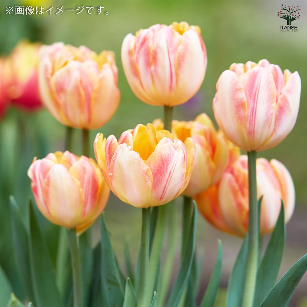 球根 八重咲きチューリップ フォクシーフォックストロット 【花球根 3