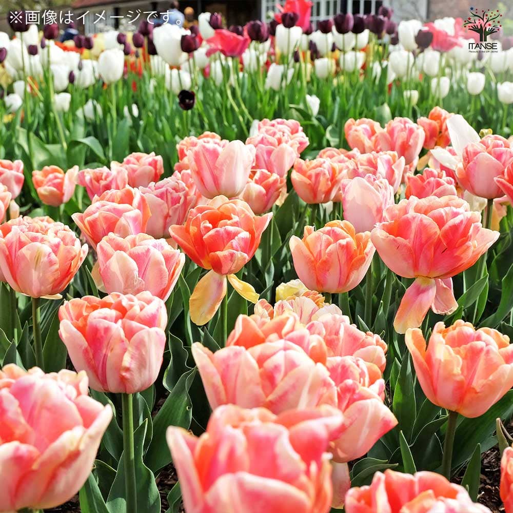 球根】チャーミングビューティー 5球 チューリップ アプリコット