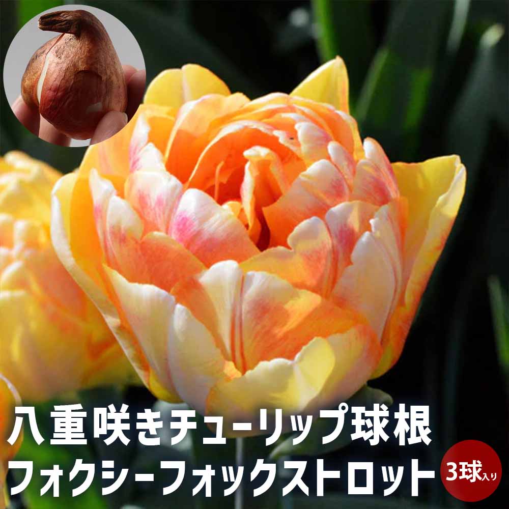 球根 八重咲きチューリップ フォクシーフォックストロット 【花球根 3