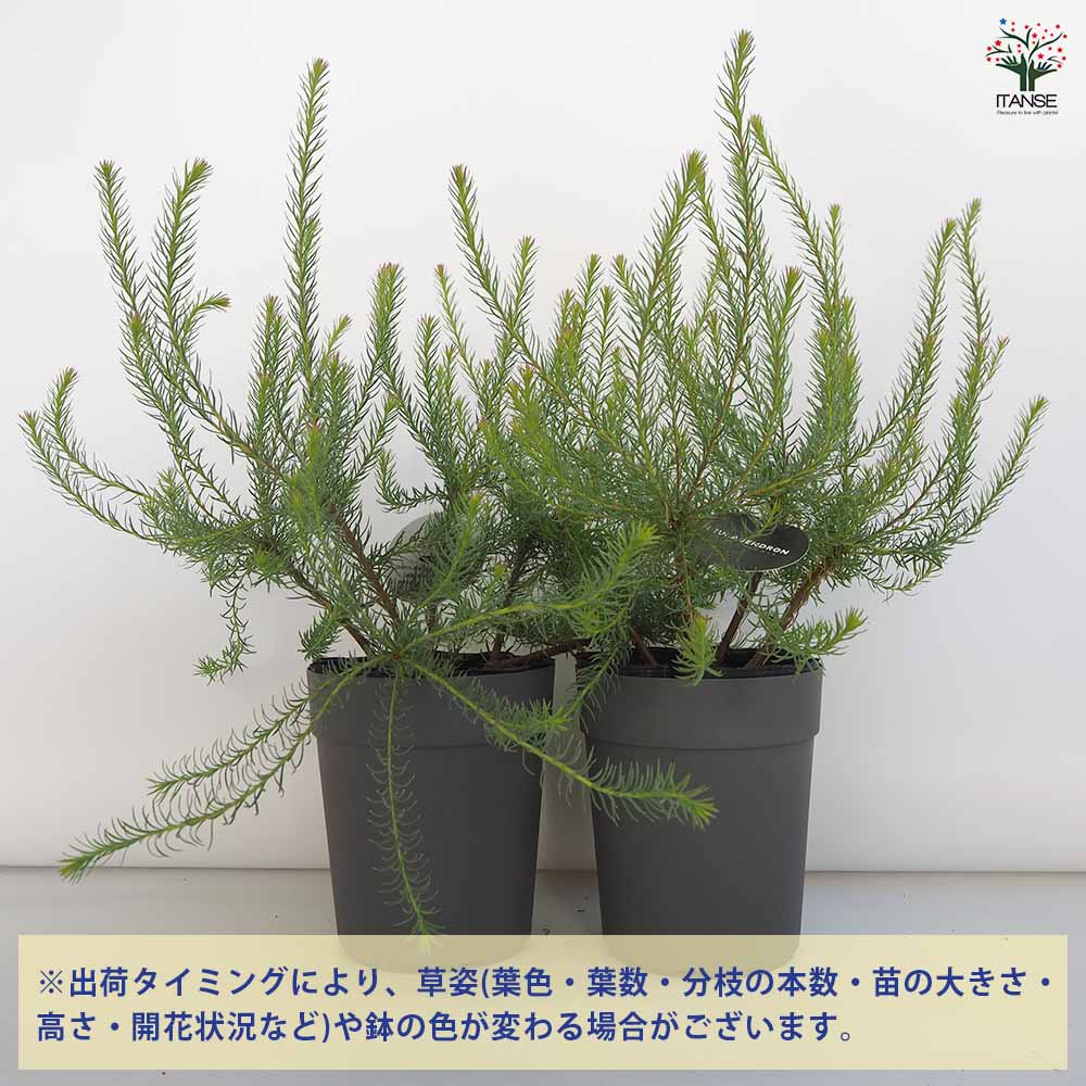 リューカデンドロン Gファイヤーワークス 【花木苗 5号／1個売り