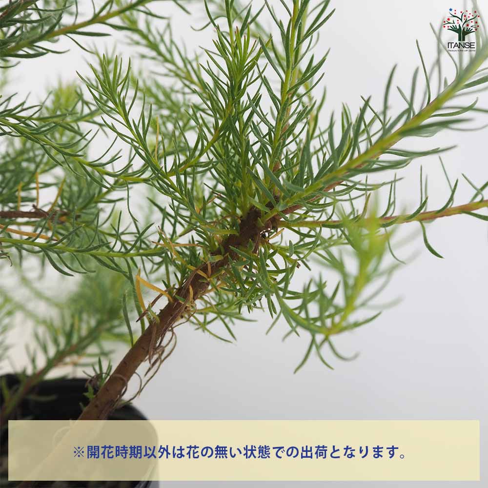 リューカデンドロン Gファイヤーワークス 【花木苗 5号／1個売り