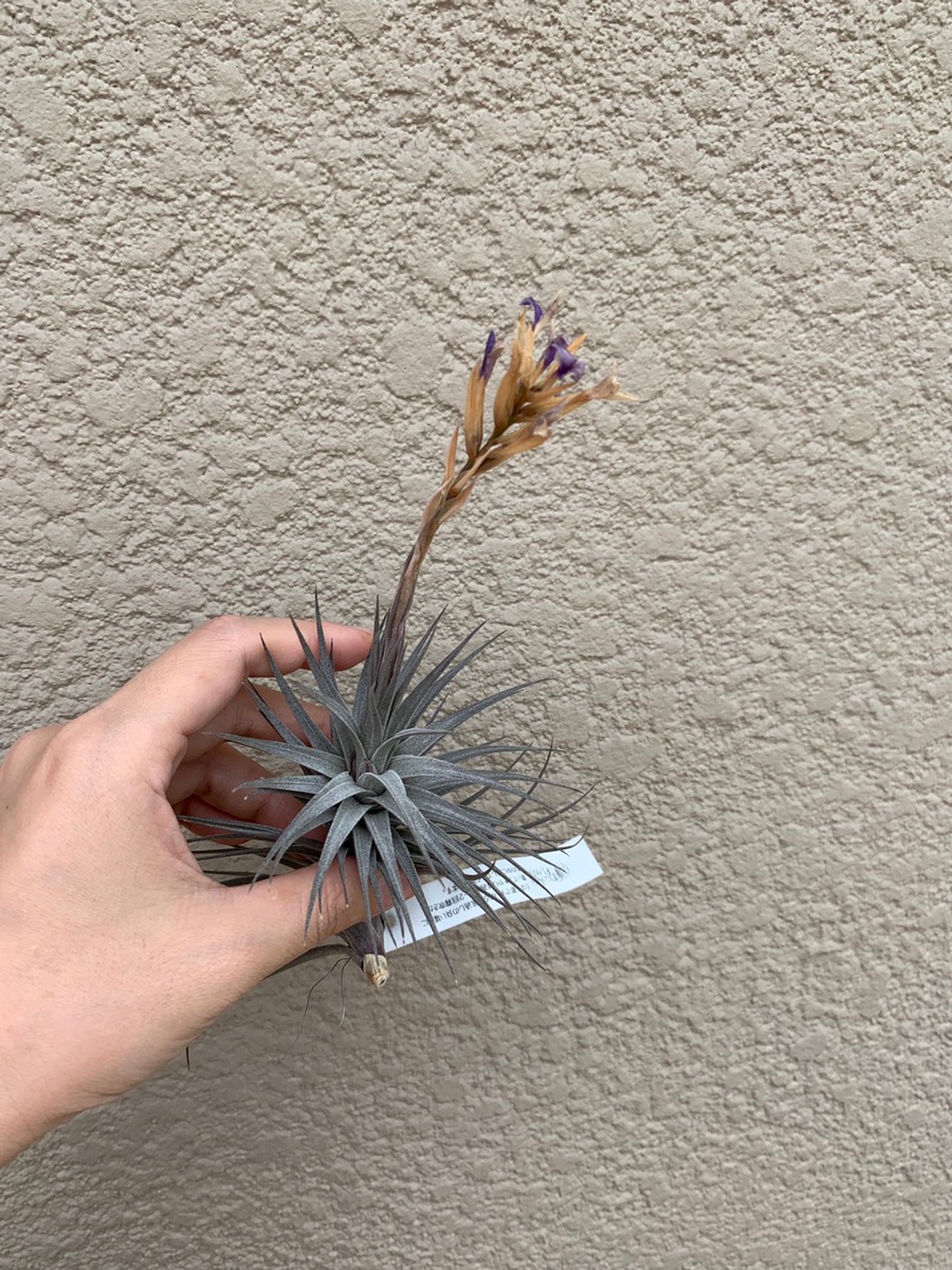 Itanse良品ｾﾚｸﾄ通販