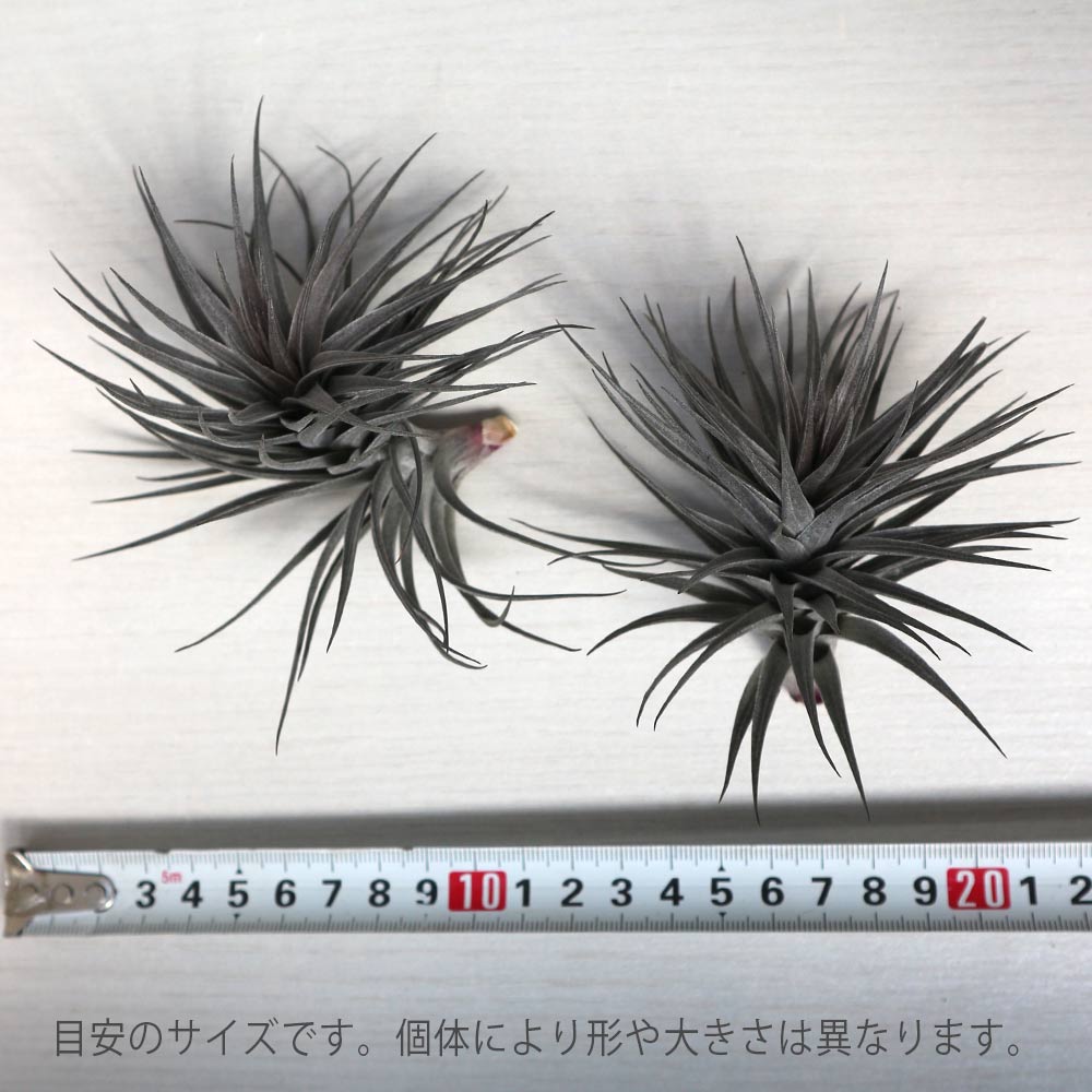 Itanse良品セレクト通販 Itanse良品セレクト通販