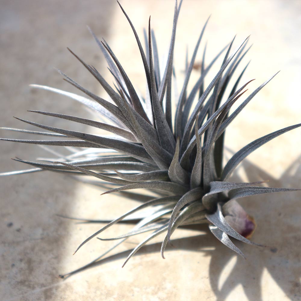 Itanse良品ｾﾚｸﾄ通販