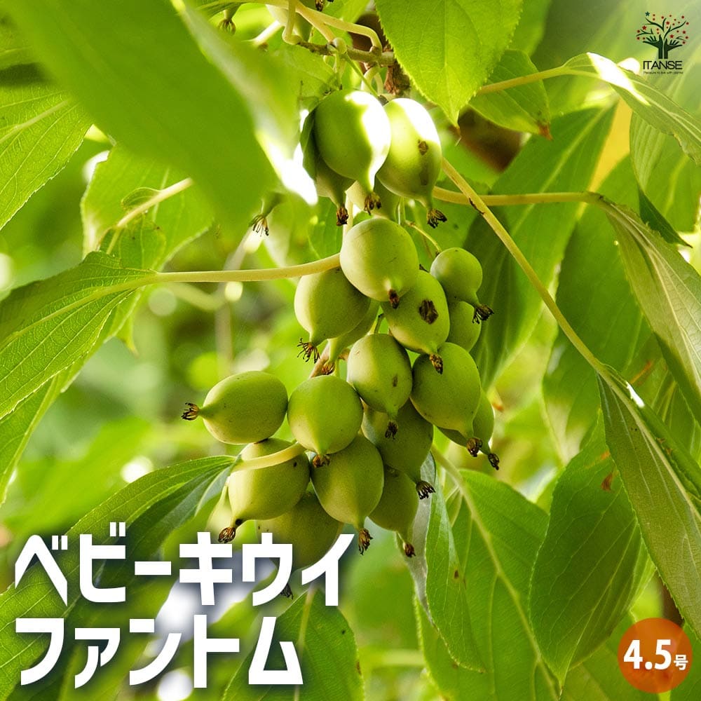 ベビーキウイの苗木 ファントム 【果樹の苗木 4.5号ポット／1個売り】