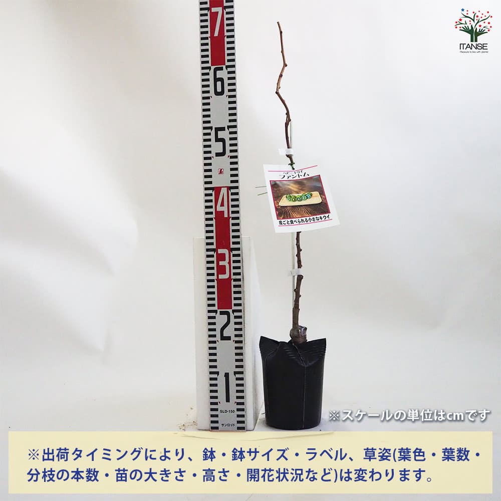 ベビーキウイの苗木 ファントム 【果樹の苗木 4.5号ポット／1個売り】