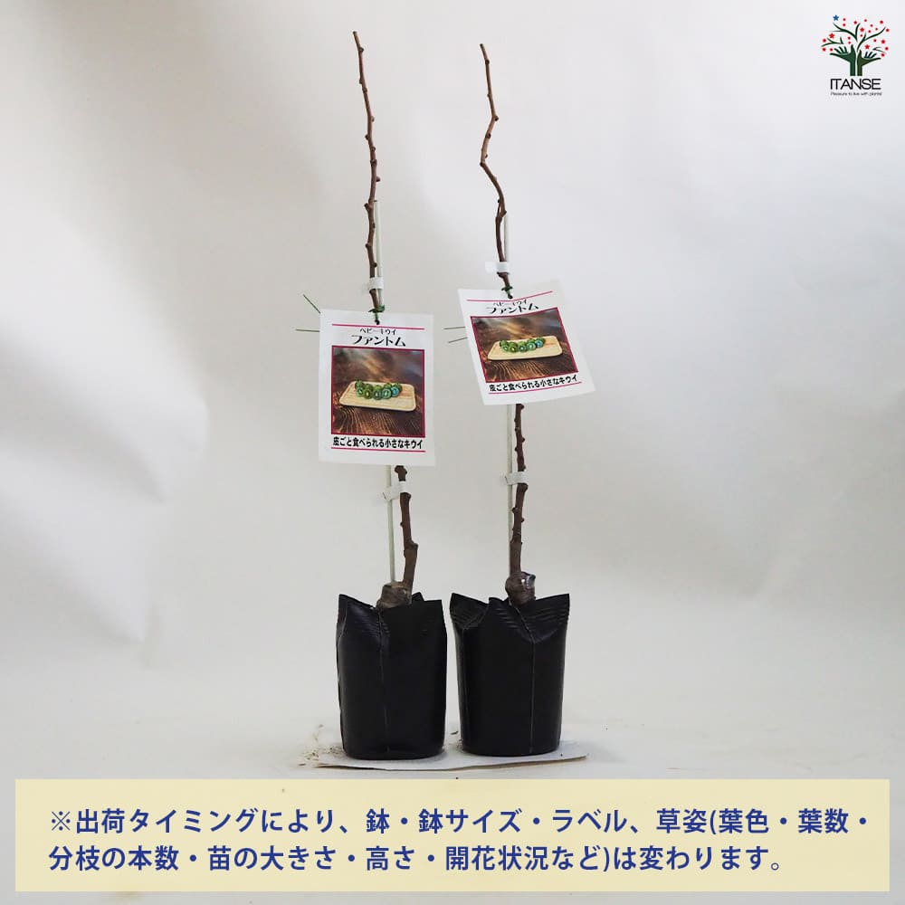ベビーキウイの苗木 ファントム 【果樹の苗木 4.5号ポット／1個売り】