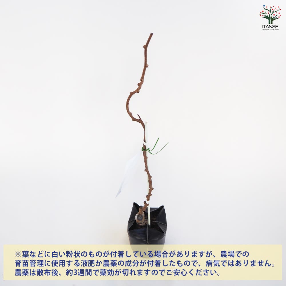 ベビーキウイの苗木 ファントム 【果樹の苗木 4.5号ポット／1個売り】