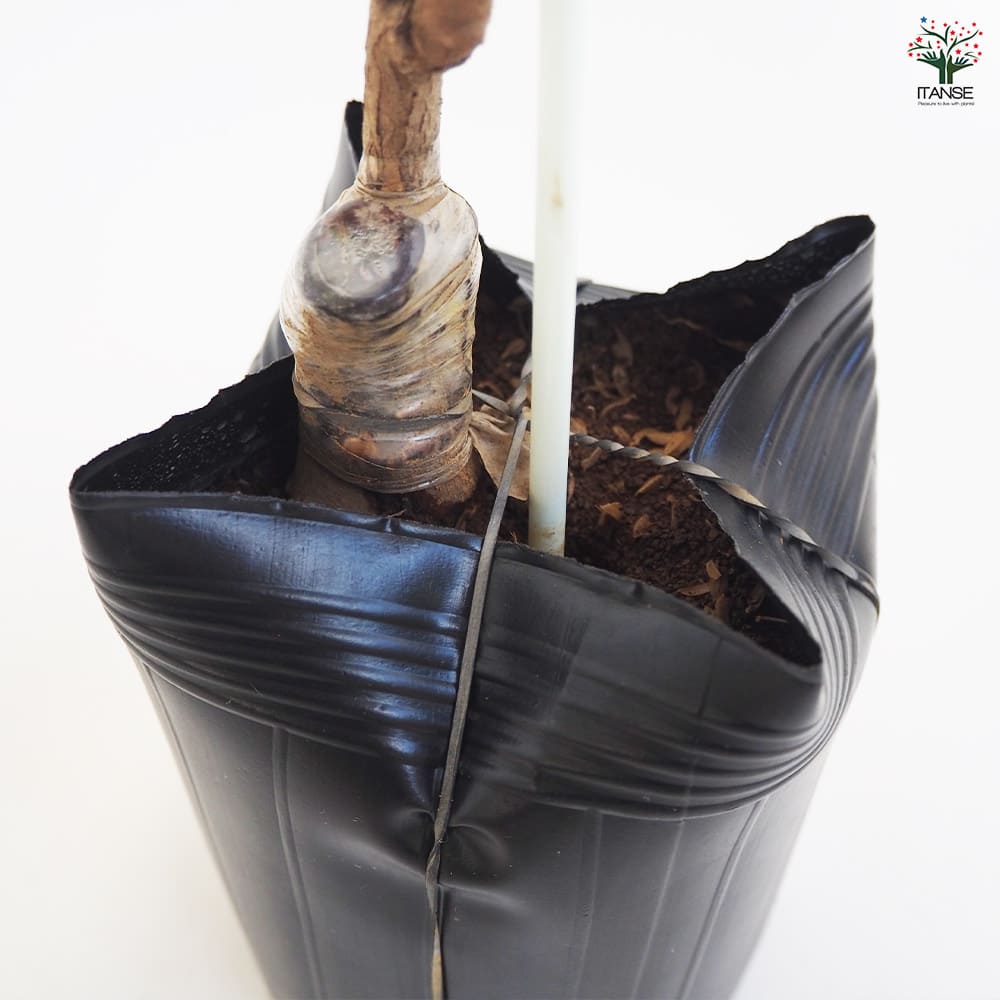 ベビーキウイの苗木 ファントム 【果樹の苗木 4.5号ポット／1個売り】