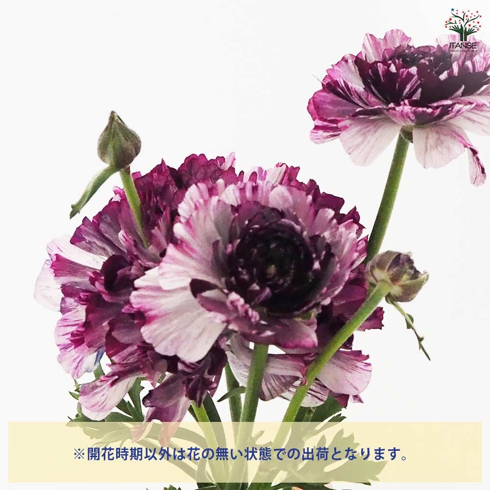 ラナンキュラス イカロス パープル 【花苗 3.5号】｜ 【植物の