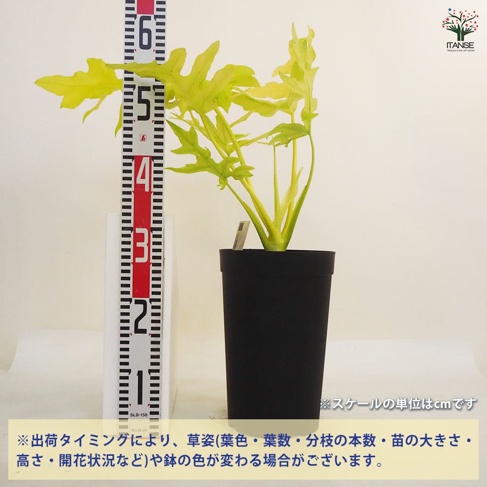 フィロデンドロン ゴールデンセローム 【観葉植物 7号鉢／1個売り】