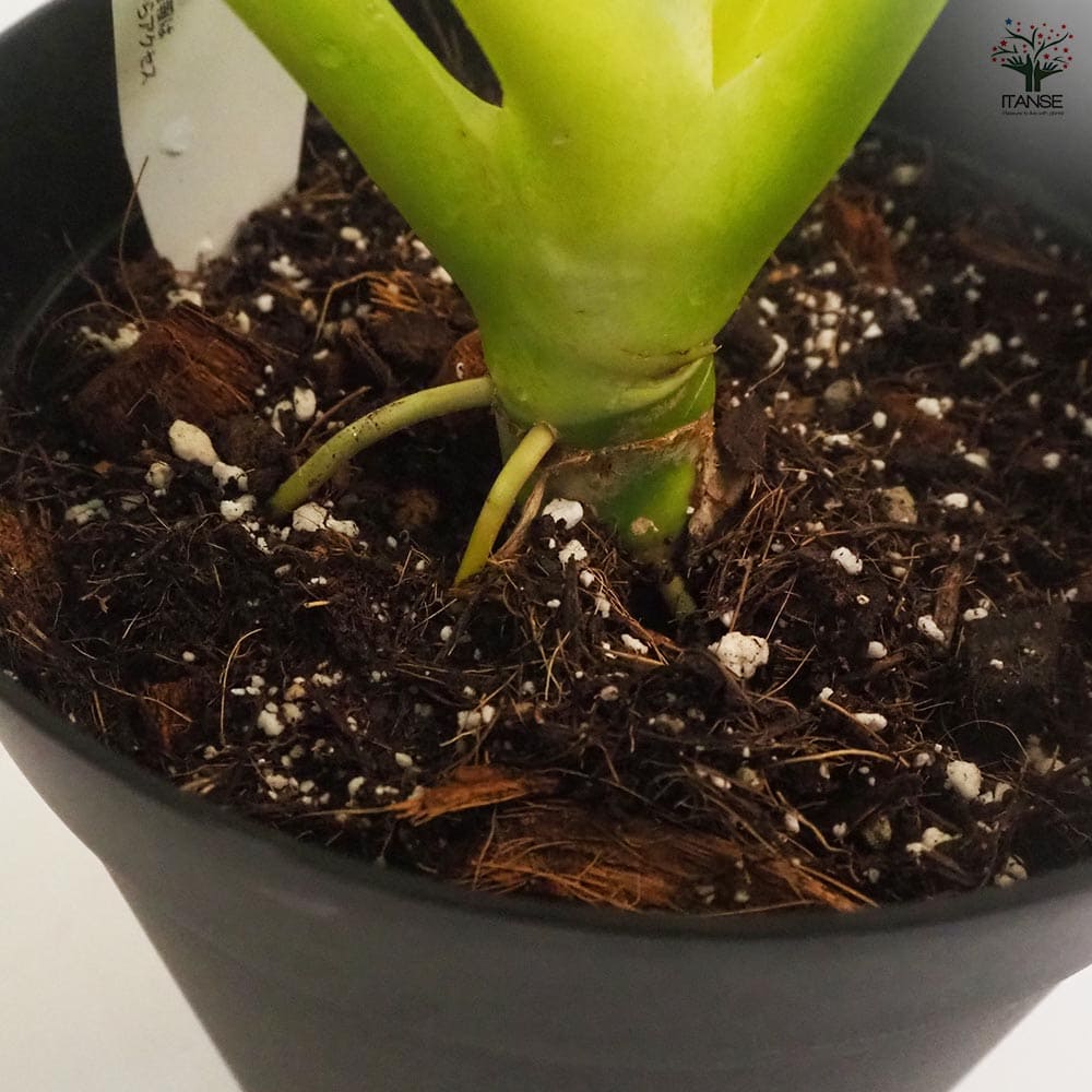 フィロデンドロン ゴールデンセローム 【観葉植物 7号鉢／1個売り】