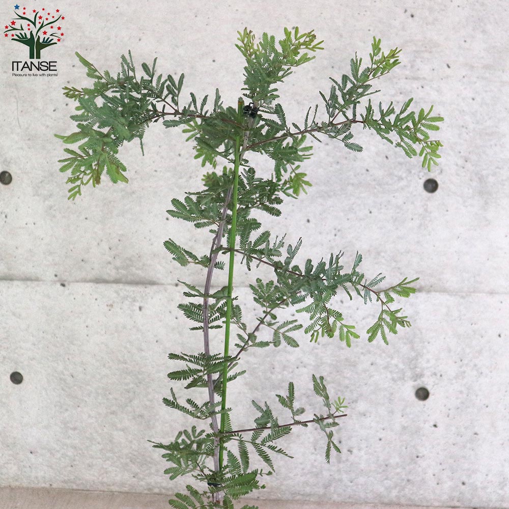 銅葉ミモザアカシア (ギンヨウアカシア プルプレア) 【庭木 7号ポット