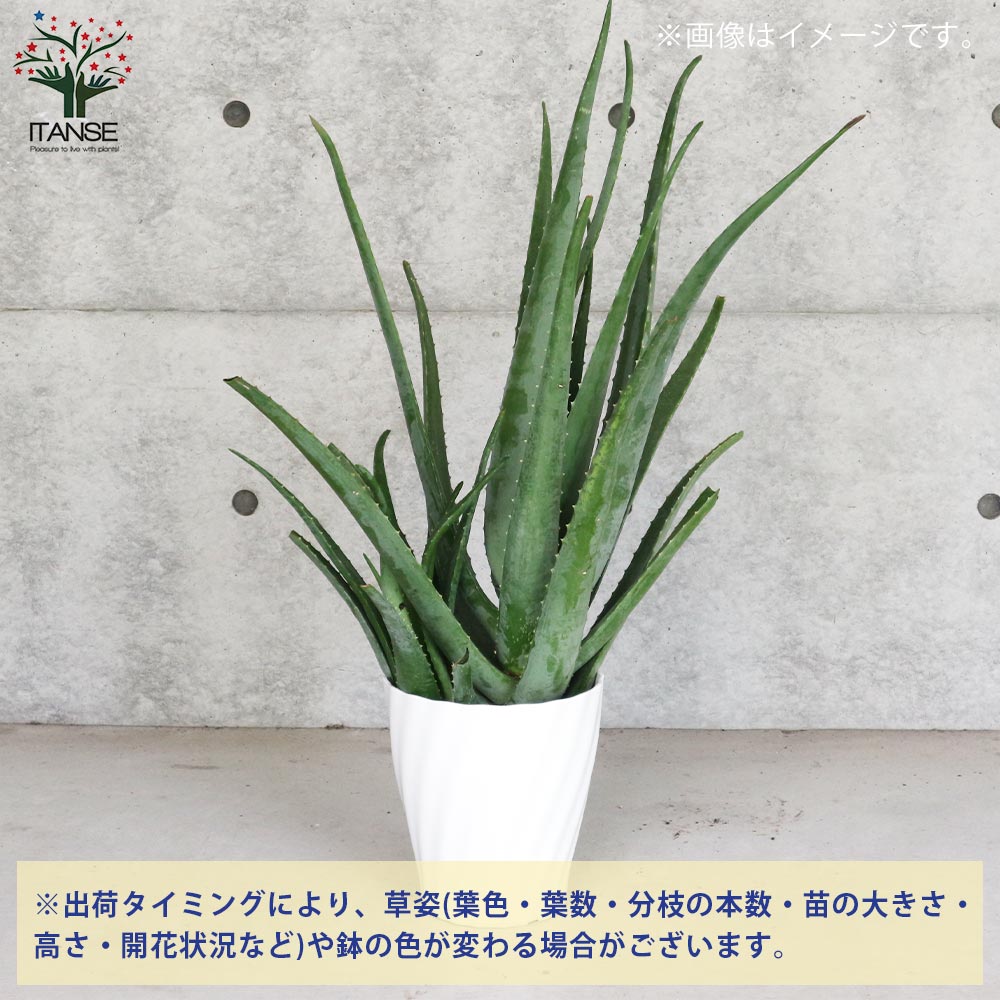 239円 『1年保証』 アロエ ベラ 苗 鉢植え 全高40〜45cm 4号鉢 多肉植物 観葉植物 220607 239円 『1年保証』 アロエ ベラ 苗 鉢植え 全高40〜45cm 4号鉢 多肉植物 観葉植物 220607
