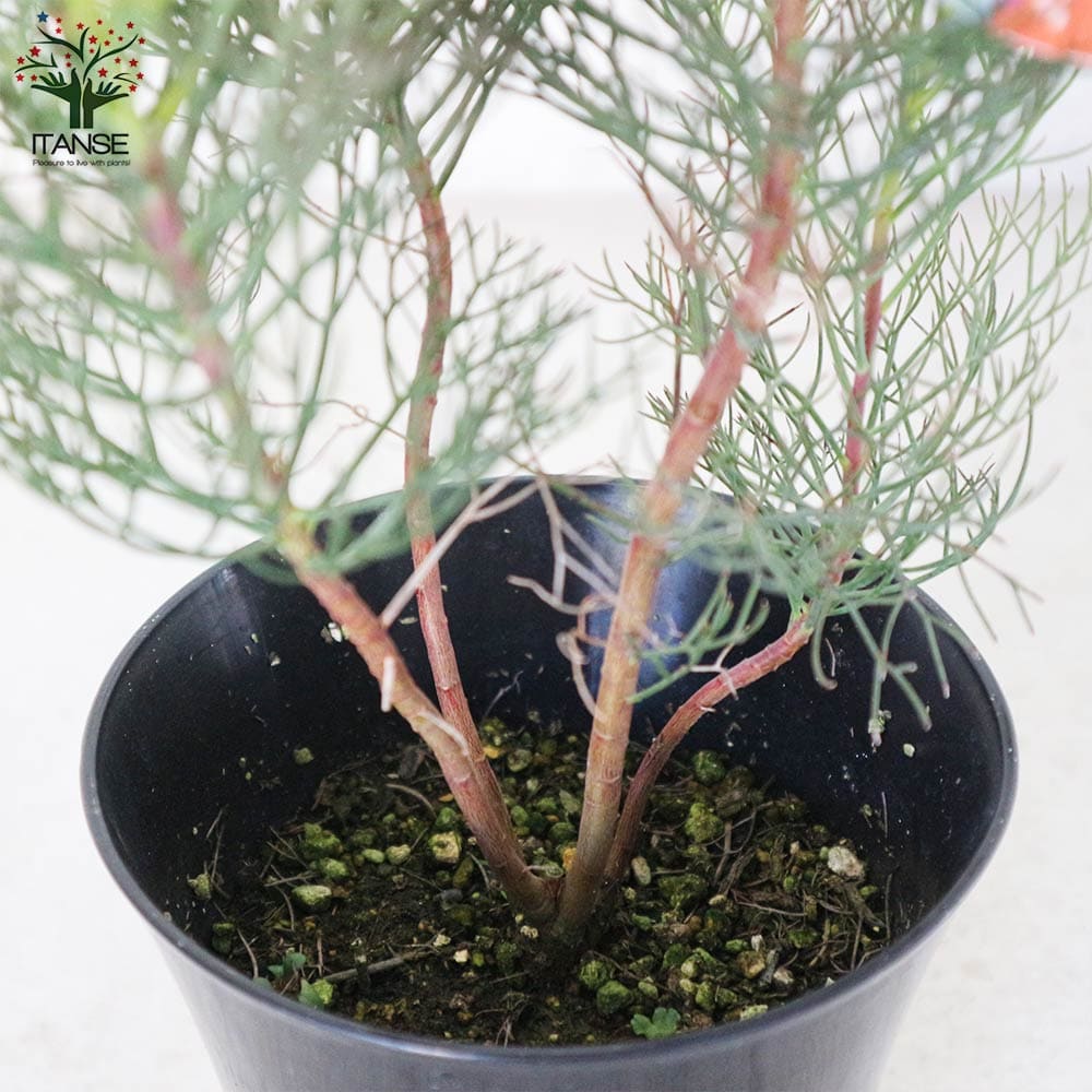 セルリア カルメン 【花木苗 5号／1個売り】｜ 【植物のITANSE