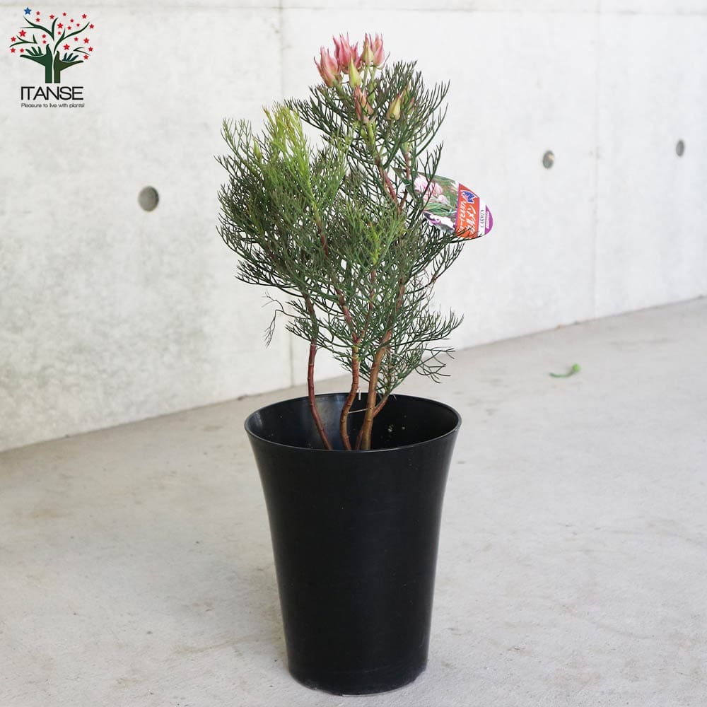 セルリア カルメン 【花木苗 5号／1個売り】｜ 【植物のITANSE