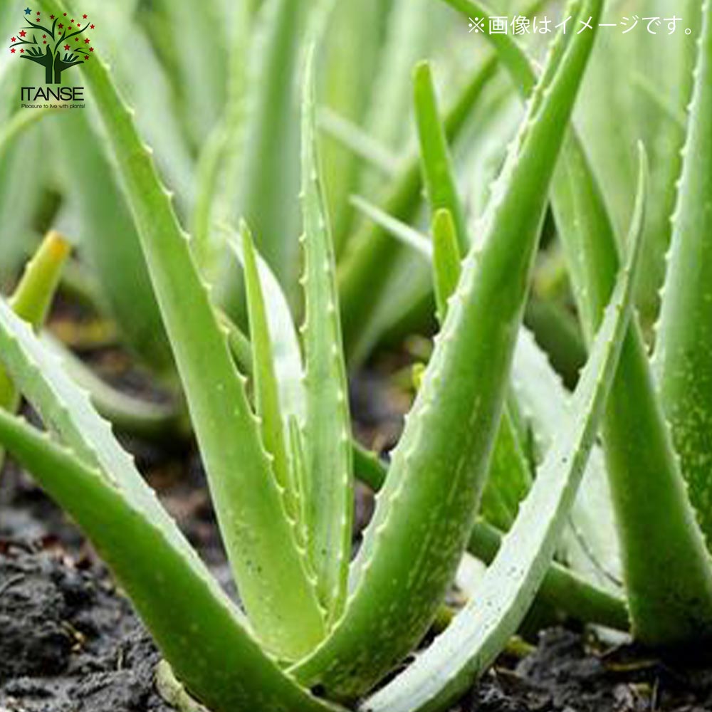 アロエ アロエ・ベラ【多肉植物 7号鉢大苗 ハーブ苗／1個売り