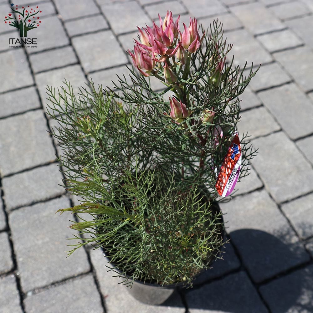 セルリア カルメン 【花木苗 5号／1個売り】｜ 【植物のITANSE