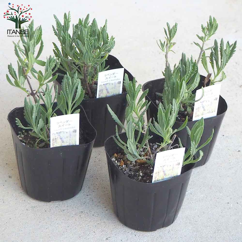 スイートラベンダー 【ハーブの苗 9cmポット／お買い得2個セット