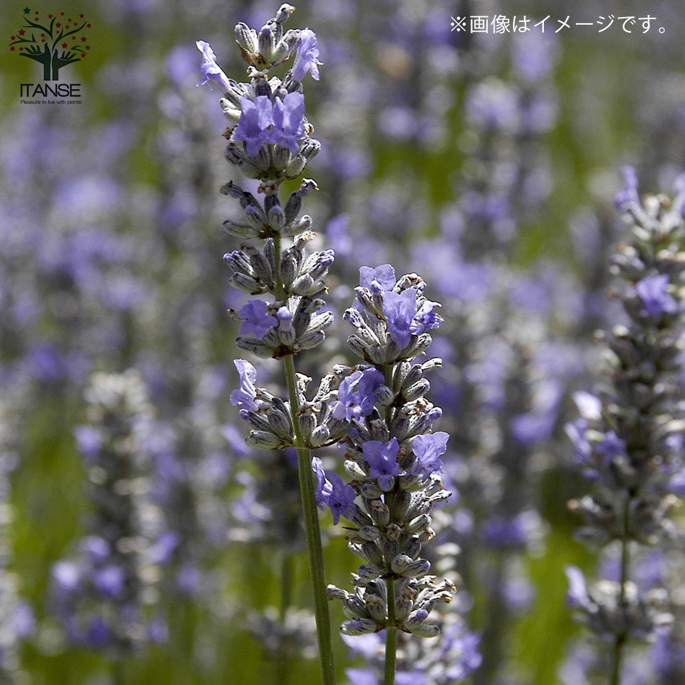 167 14 4 お花の資材 １ｌ ﾗﾍﾞﾝﾀﾞｰ ファンタジー