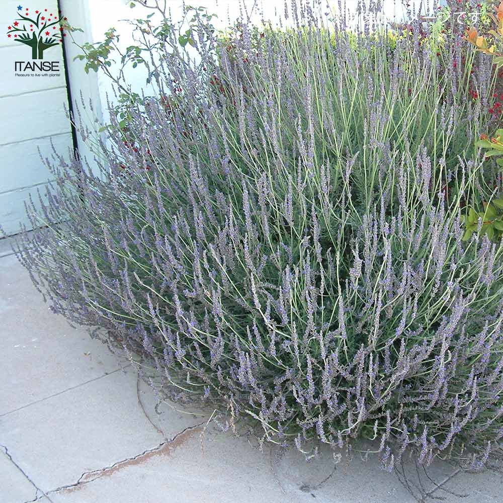 スイートラベンダー 【ハーブの苗 9cmポット／お買い得2個セット