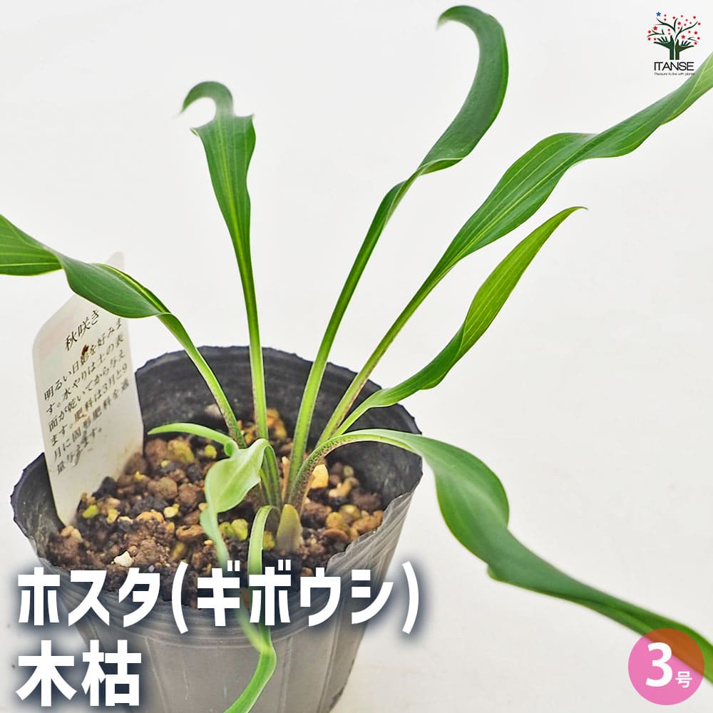 ホスタ(ギボウシ) 木枯 【花苗 3号】｜ 【植物のITANSE】全品