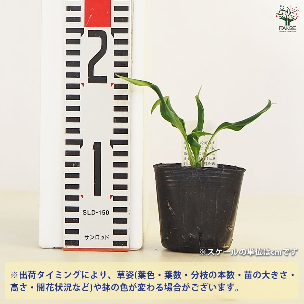 ホスタ(ギボウシ) 木枯 【花苗 3号】｜ 【植物のITANSE】全品