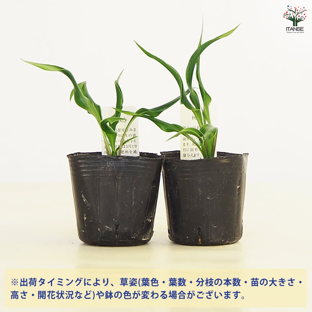 ホスタ(ギボウシ) 木枯 【花苗 3号】