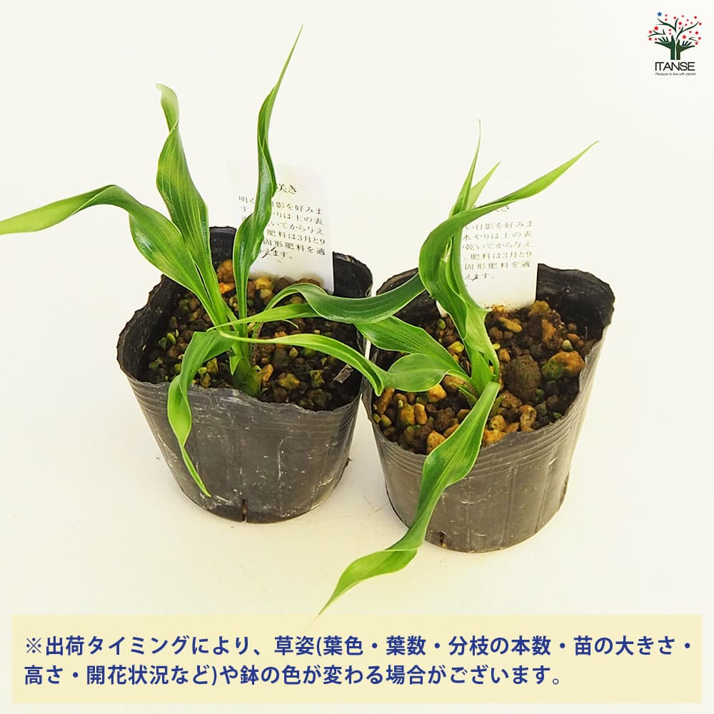 ホスタ(ギボウシ) 木枯 【花苗 3号】｜ 【植物のITANSE】全品
