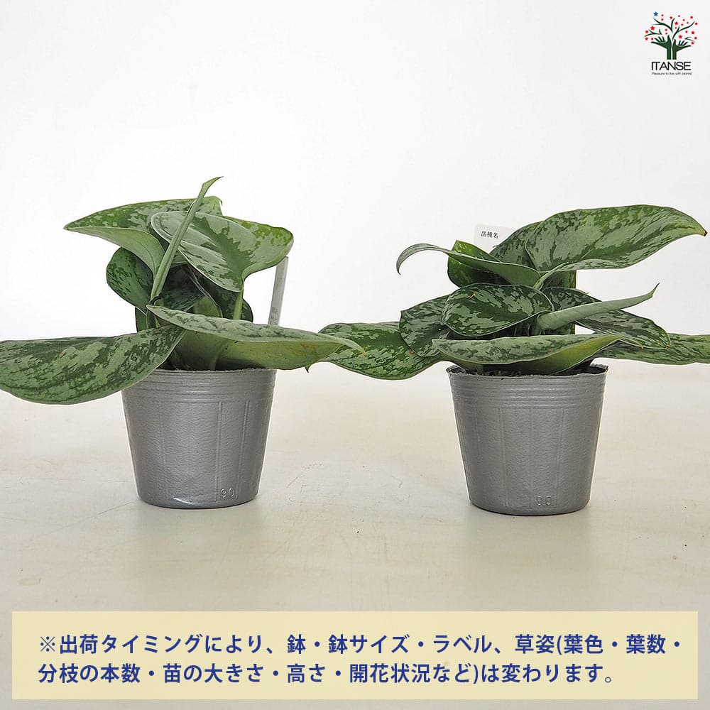 スキンダプサス トレウビー 【観葉植物 3号／1個売り】｜ 【植物の