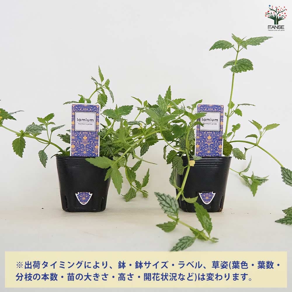 ラミウム ヘルマンズプライド 【花苗 3号】｜ 【植物のITANSE