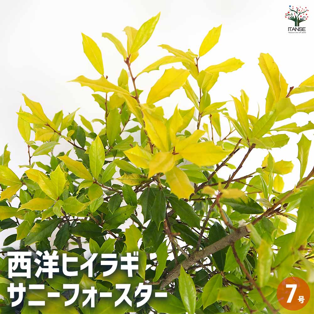 西洋ヒイラギ サニーフォスター 【花木苗 7号／1個売り】｜ 【植物の