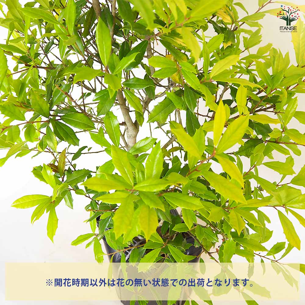 西洋ヒイラギ サニーフォスター 【花木苗 7号／1個売り】｜ 【植物の