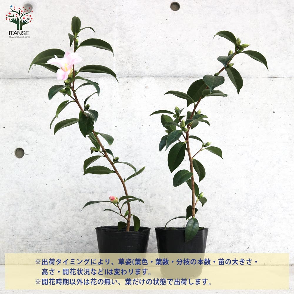椿 数奇屋侘助(すきやわびすけ)【庭木 4.5号鉢／1個売り】｜ 【植物の