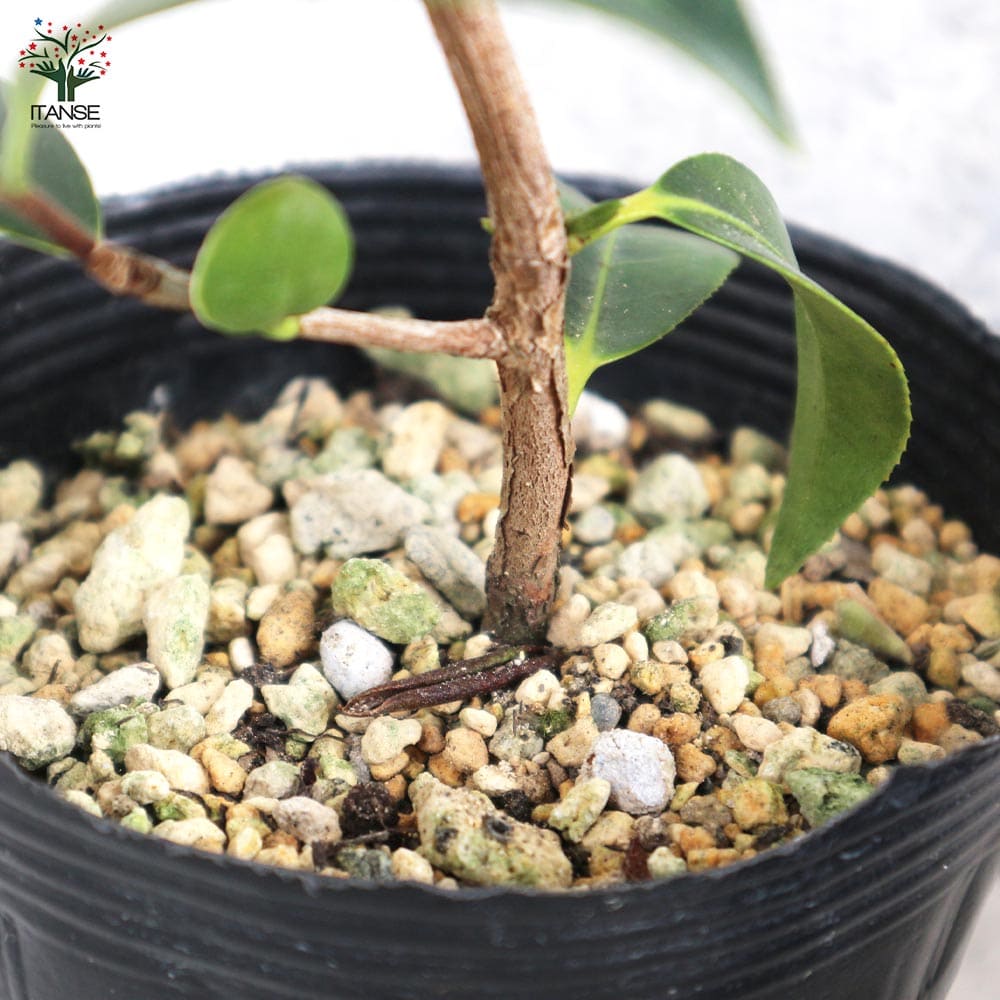 椿 数奇屋侘助(すきやわびすけ)【庭木 4.5号鉢／1個売り】｜ 【植物の