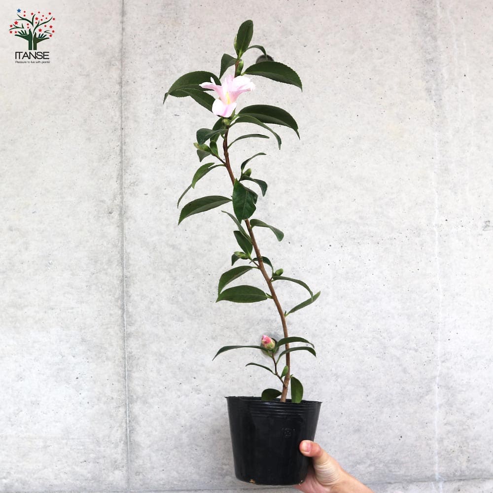 椿 数奇屋侘助(すきやわびすけ)【庭木 4.5号鉢／1個売り】｜ 【植物の