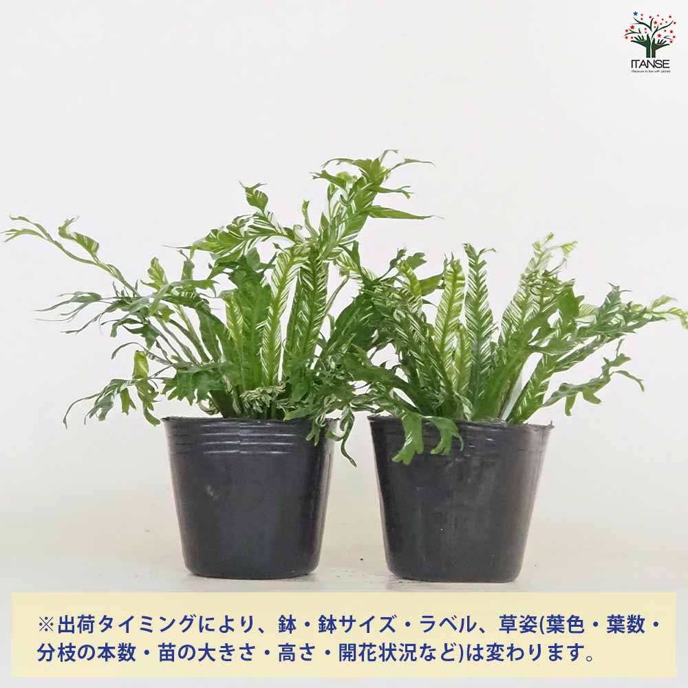 アスプレニウム ニダス バリエガータ 【観葉植物 3号】｜ 【植物の