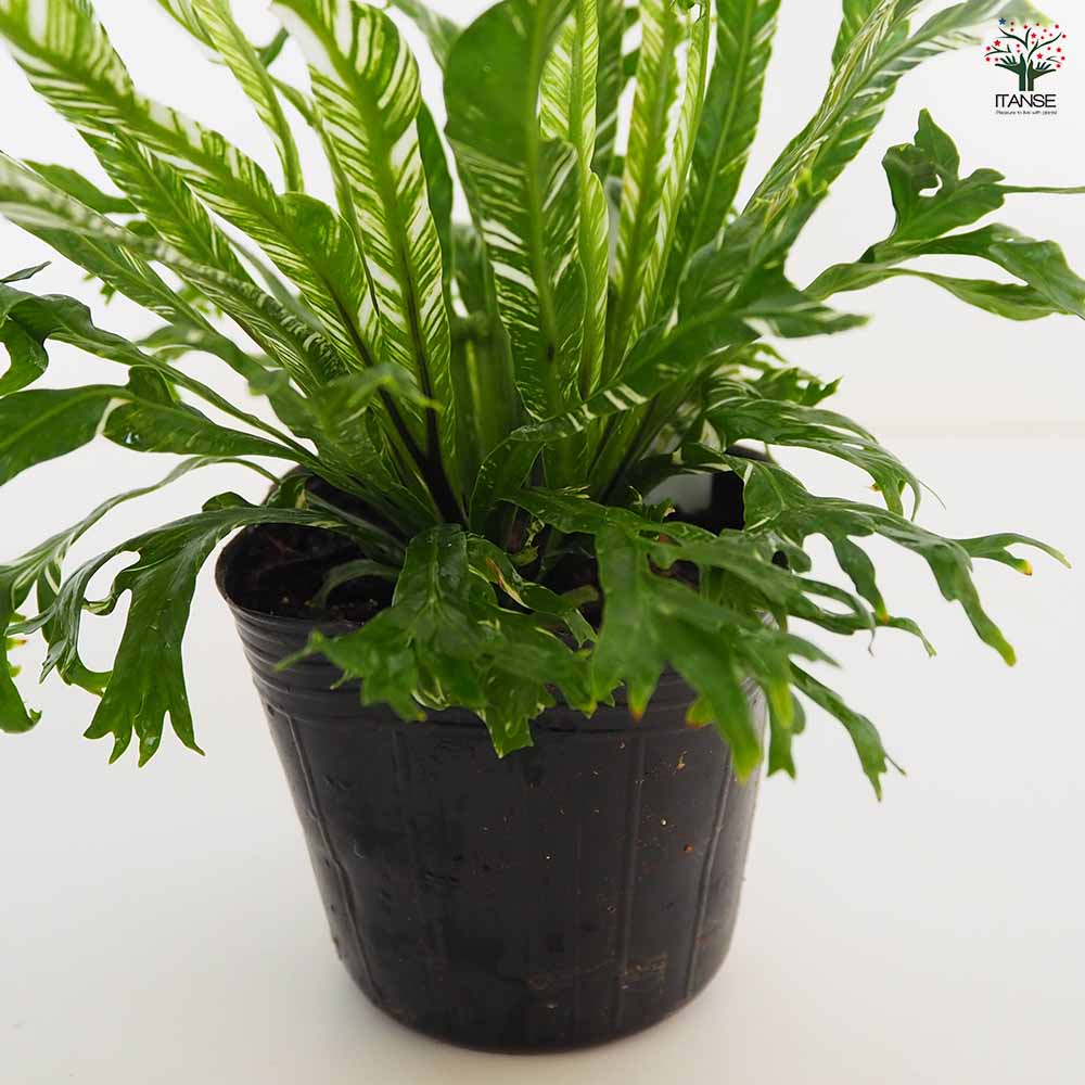 アスプレニウム ニダス バリエガータ 【観葉植物 3号】｜ 【植物の