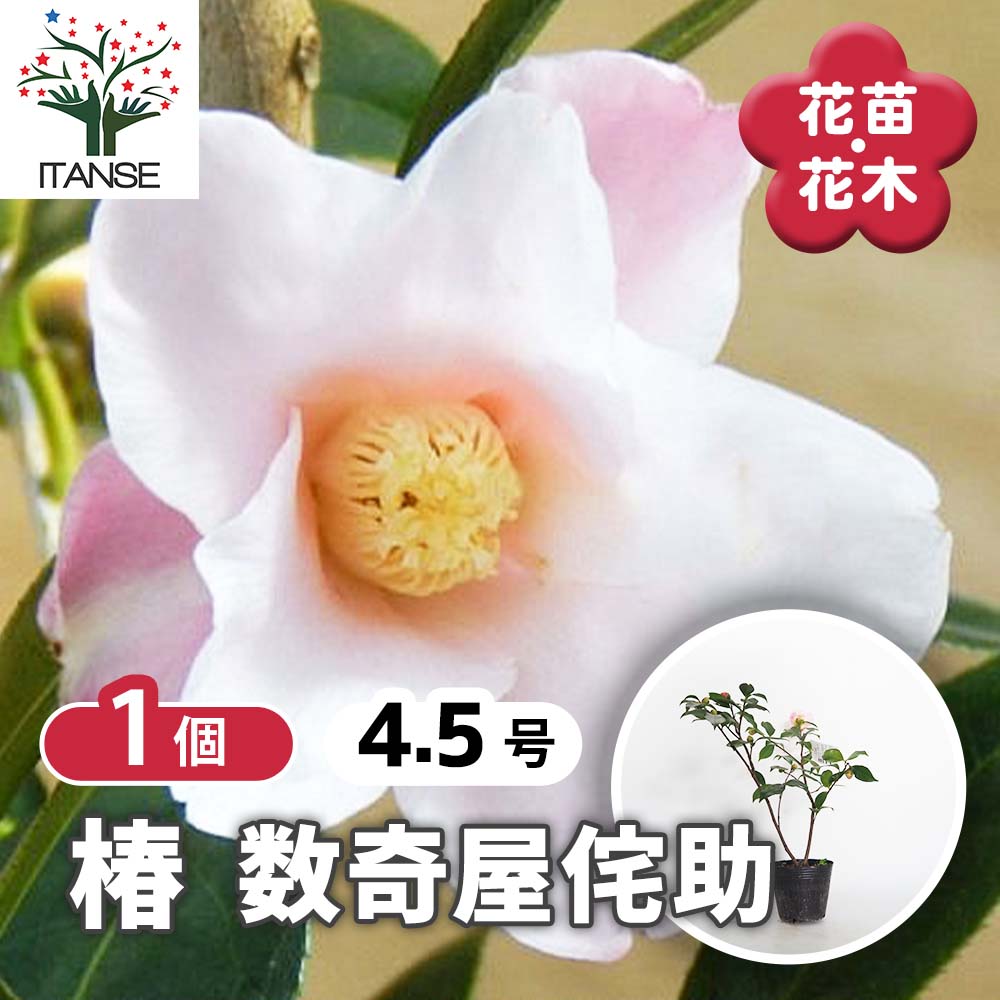 椿 数奇屋侘助(すきやわびすけ)【庭木 4.5号鉢／1個売り】｜ 【植物の