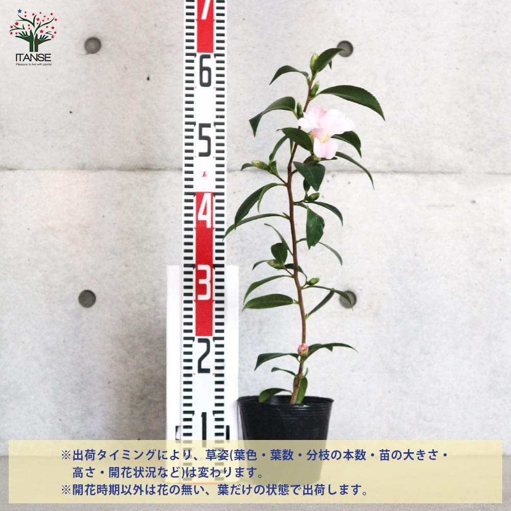 椿 数奇屋侘助(すきやわびすけ)【庭木 4.5号鉢／1個売り】｜ 【植物の