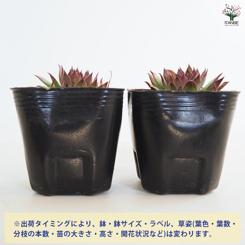 センペルビウム ルブリン 【多肉植物 3号】｜ 【植物のITANSE