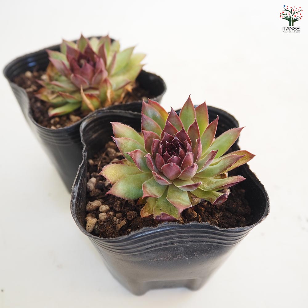 センペルビウム ルブリン 【多肉植物 3号】｜ 【植物のITANSE