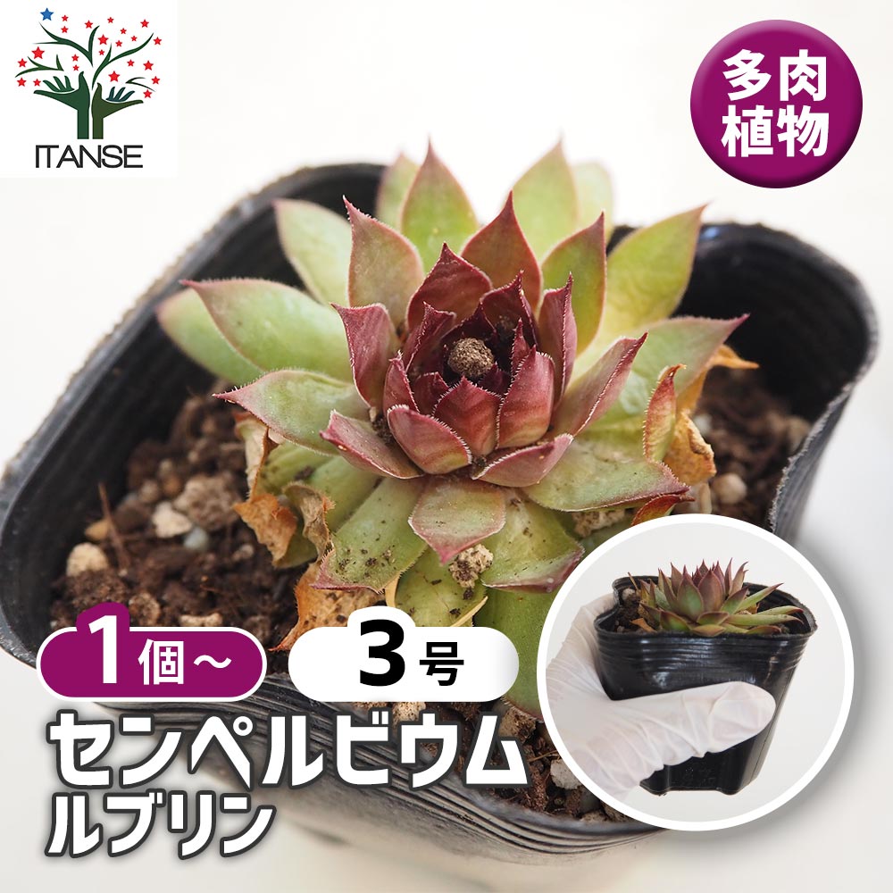 センペルビウム ルブリン 【多肉植物 3号】｜ 【植物のITANSE