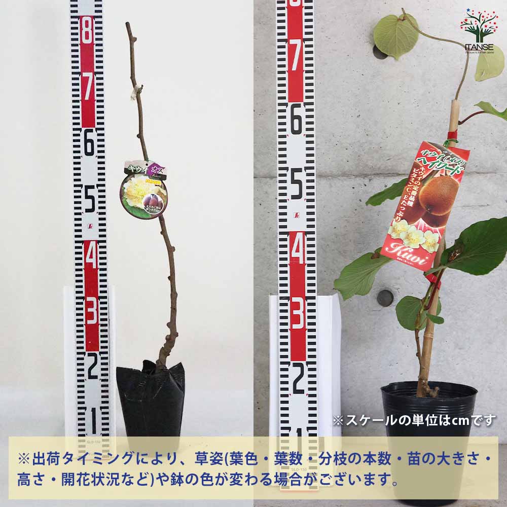 キウイの苗木 トムリ・ヘイワード 【果樹の苗木 4～5号／各1個セット(計2個)】
