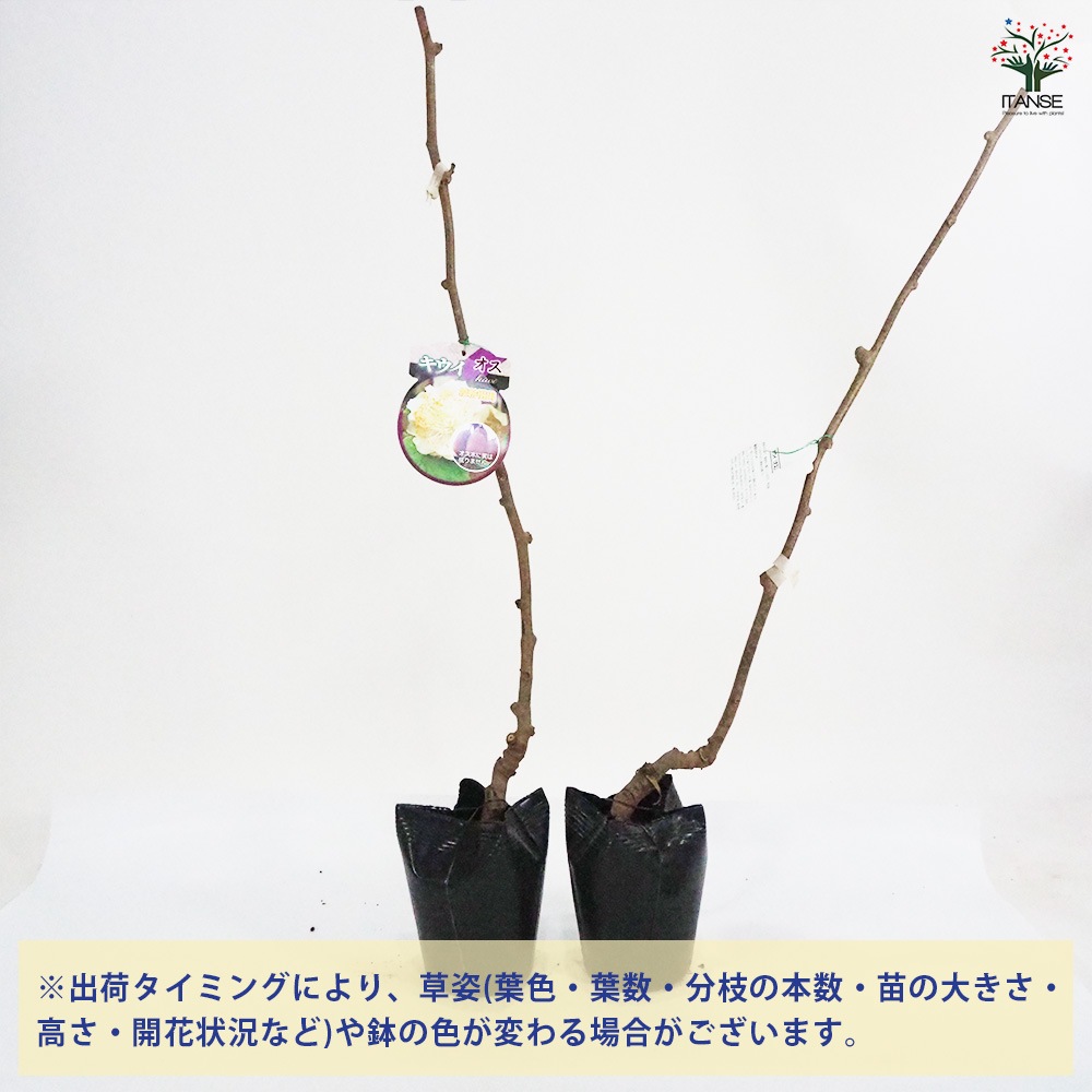 キウイの苗木 トムリ・ヘイワード 【果樹の苗木 4～5号／各1個セット(計2個)】