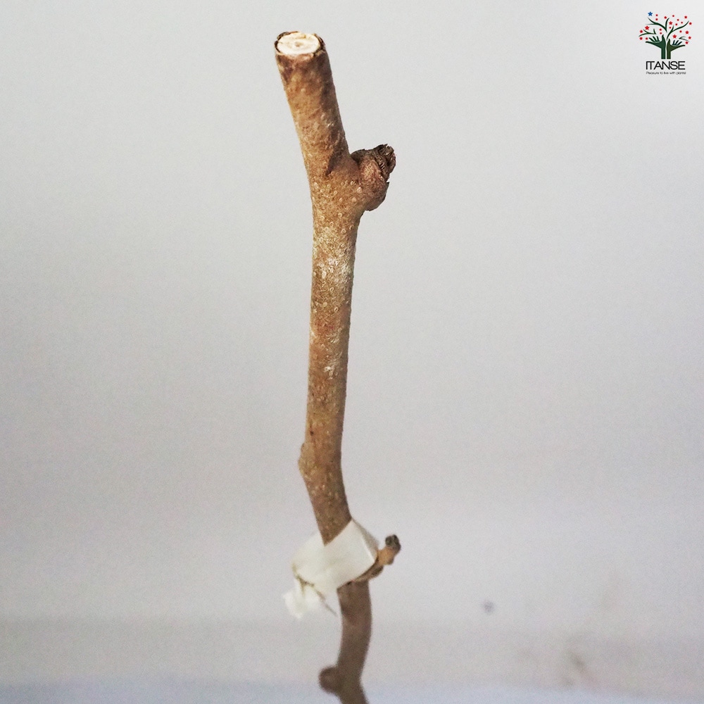 キウイの苗木 トムリ・ヘイワード 【果樹の苗木 4～5号／各1個セット(計2個)】